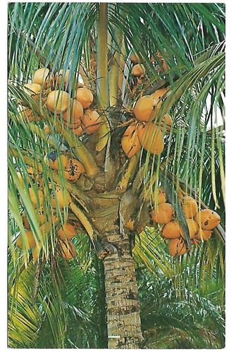 Vtg postcard coconut palm - -,